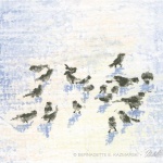 Birds in Snow