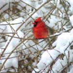 Cardinal in Forsythia