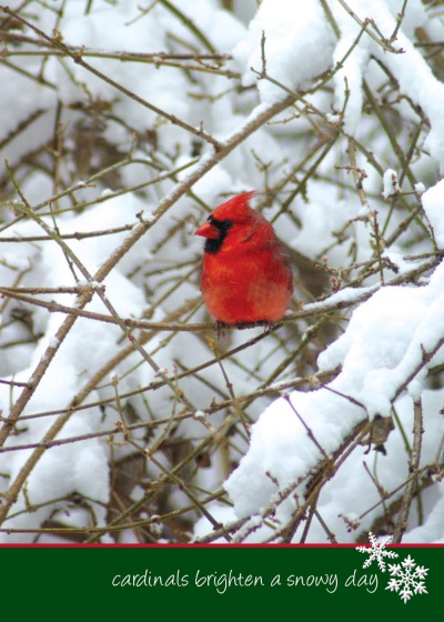 Cardinal in Forsythia