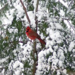 Cardinal in Yew