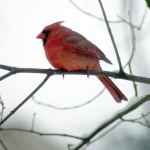 Cardinal on Branch