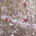 Cardinal in Brambles