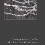 Icy Branches