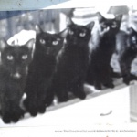 Five Black Cats in classic black and white.