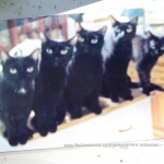 Five Black Cats in color.