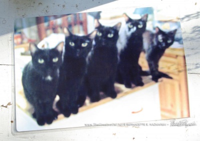 Five Black Cats in color.
