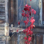Red, photo