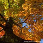 Autumn Rainbow
