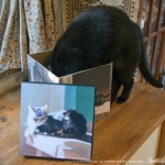 Mimi inspects the inside of the box.