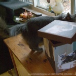Ophelia inspects the box.