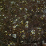 Frozen Flowers from "The Light in the Darkness" series.
