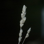 Grass from "The Light in the Darkness" series.