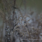 Patterns and Transparencies from "The Light in the Darkness" series.
