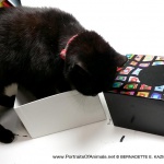 Mimi stands inside the box.