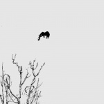 As the Crow Flies, 10 x 14, ink on gray paper © Bernadette E. Kazmarski