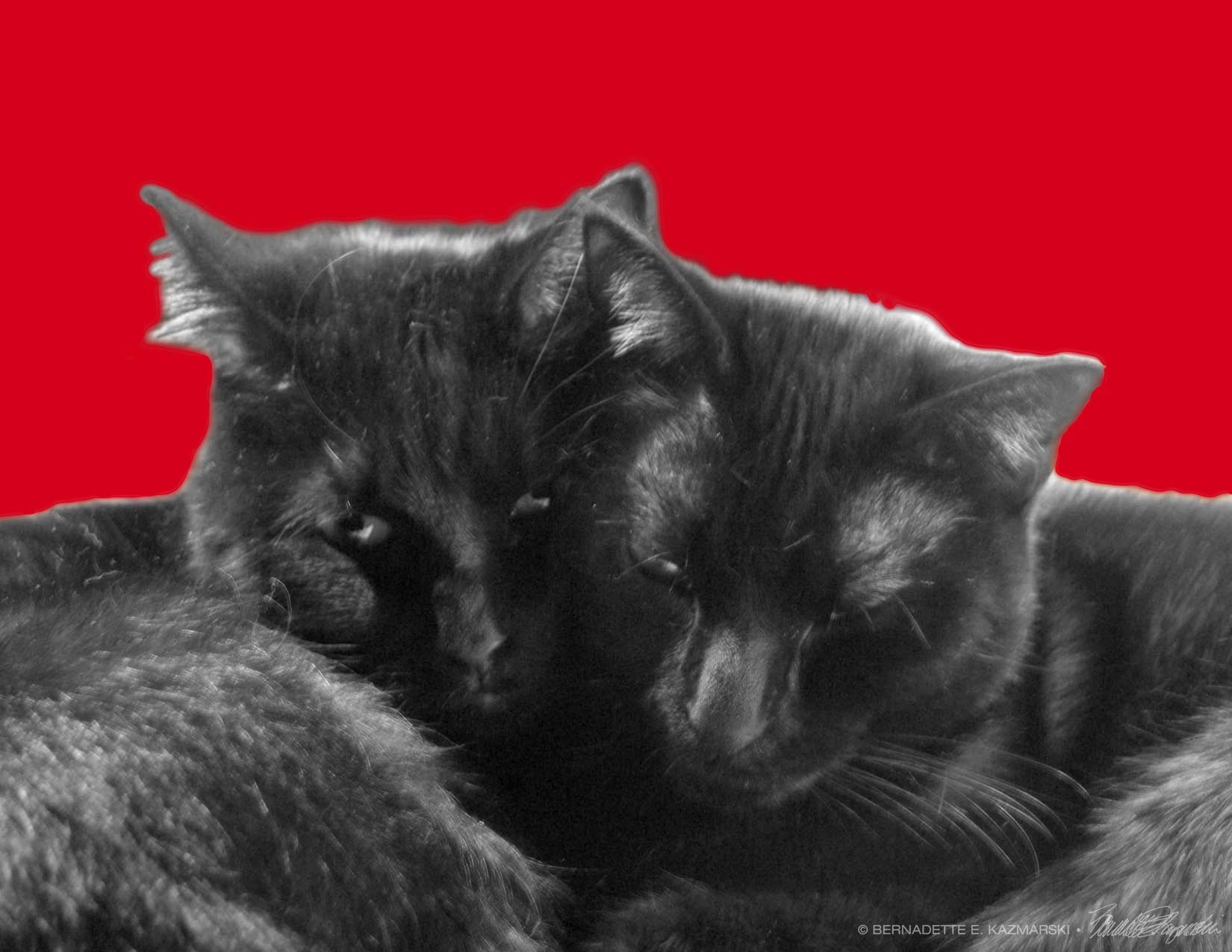 Nuzzles and Purrrrrs for Valentine’s Day!