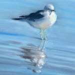 Observant Gull pastel on gray fleck mi-tientes, 5 x 7 © Bernadette E. Kazmarski