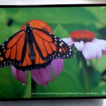 Monarch Habitat