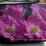 Pink Pasture Roses