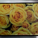 Yellow Rose Happiness