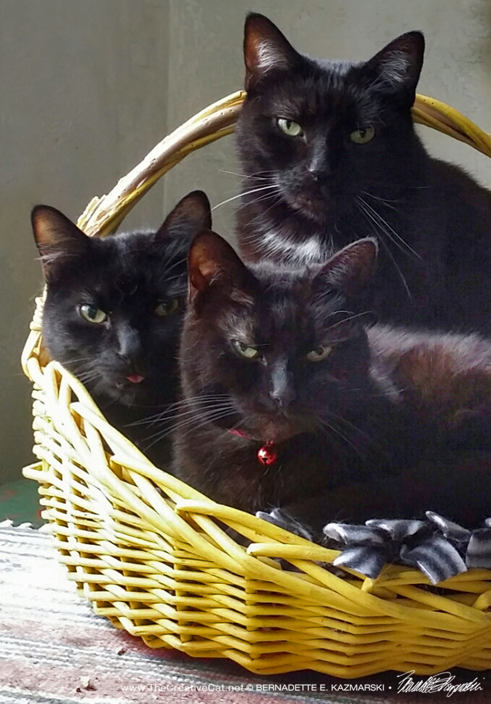 Three Seriously Cute Housepanthers in a Basket
