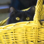 Surprise!