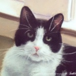 Detail of Bandit's face.