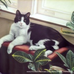 "Bandit", pastel, 18" x 14", 2004 © Bernadette E. Kazmarski