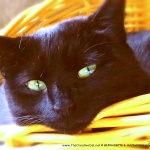 Bella's Basket of Dreams