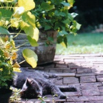 September Morning in the Garden