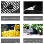 A selection of new feline photos.
