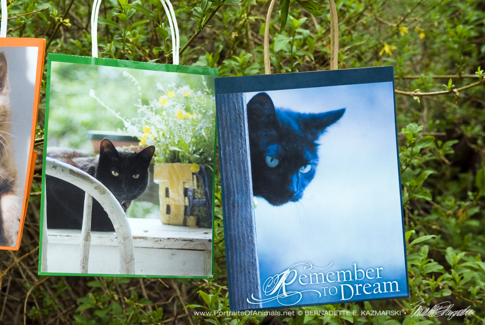 Mimi Sunday Morning, Remember to Dream