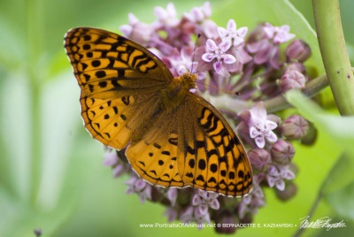 Great spangled fritillary on milkweed.