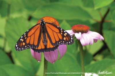 Monarch and Echinacea