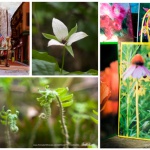 Spring 2017 Nature and Wildlife Sampler Box