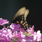 Black Phase Swallowtail Nestling Into Phlox, Butterfly Photo