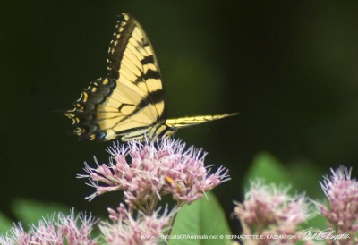 Tiger Swallowtail and Joe-pye Weed, Butterfly Photo