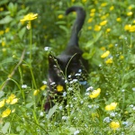 Mimi in Buttercups and Forget-me-nots