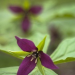 Birthroot, Red Trillium, digital photo