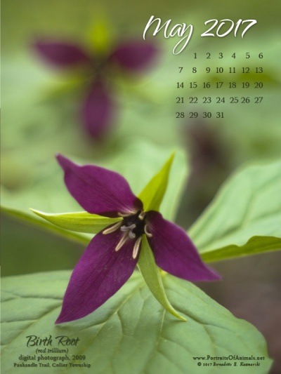 Desktop calendar, 600 x 800 for iPad, Kindle and other readers.