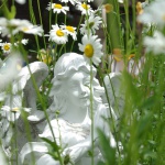 Angel Daisies