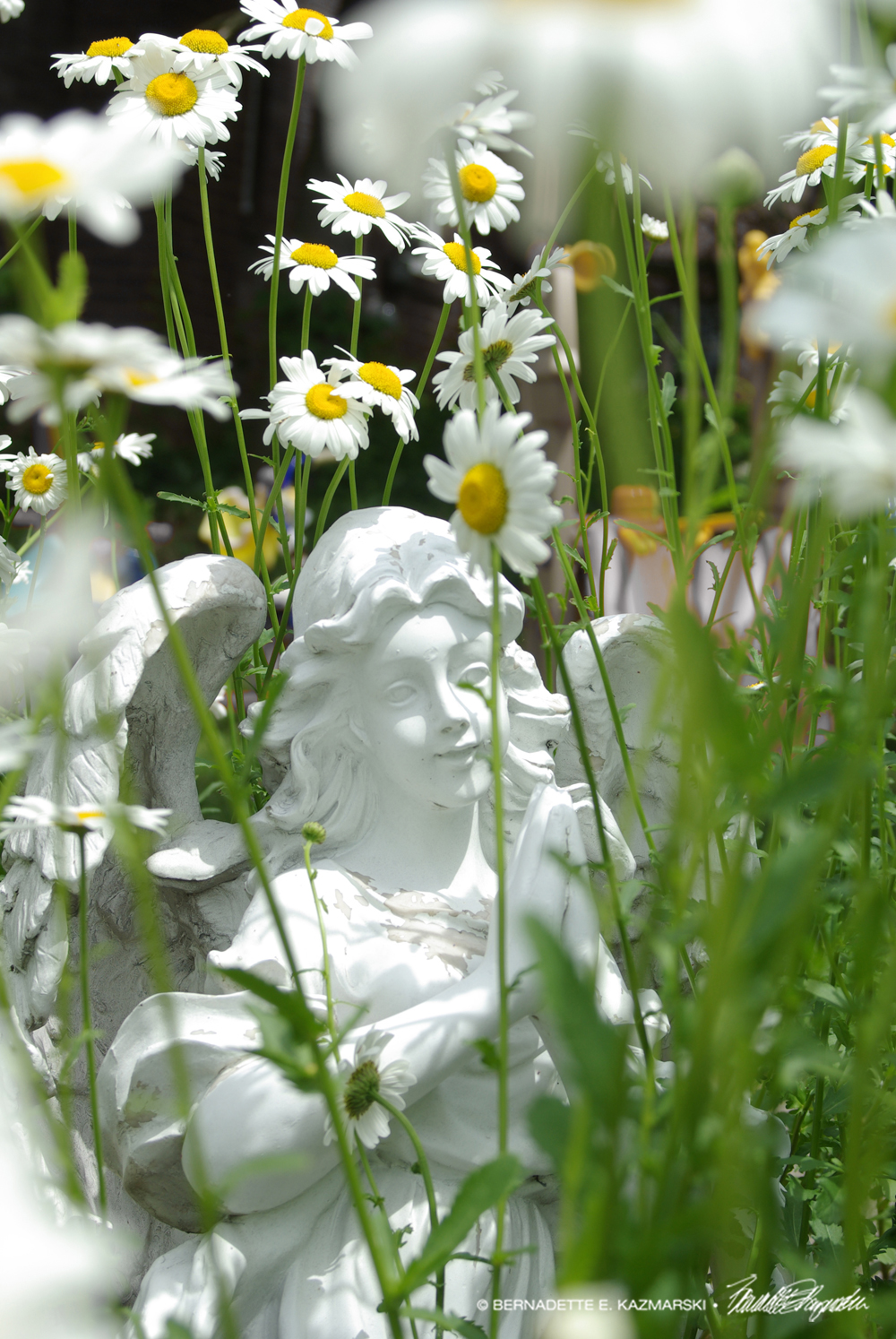 Angel Daisies