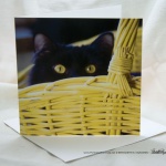 Surprise! Feline Photo Card