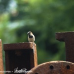 Lookout