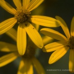 Three Sunflowers