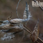 Walking Around: Poetry, Photos and Paintings of Carnegie