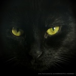 Giuseppe's Eyes
