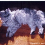 Bullwinkle on the floor.