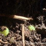 On Planting Peas