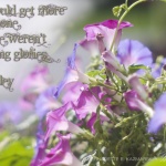 Morning Glories in the Alley